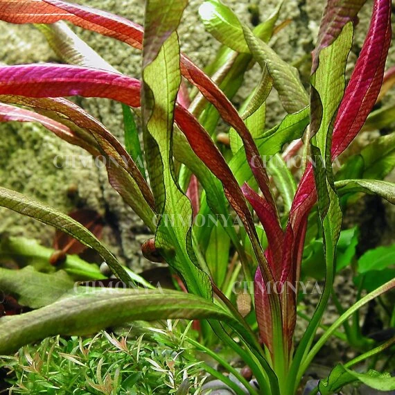 Эхинодорус красный дъявол (Echinodorus 'Red Devil')