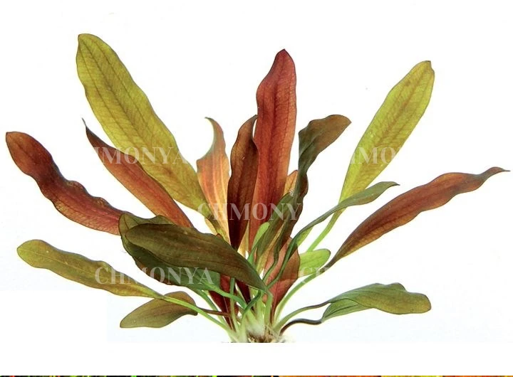 Эхинодорус Красный хамелеон (Echinodorus 'Red Chameleon)