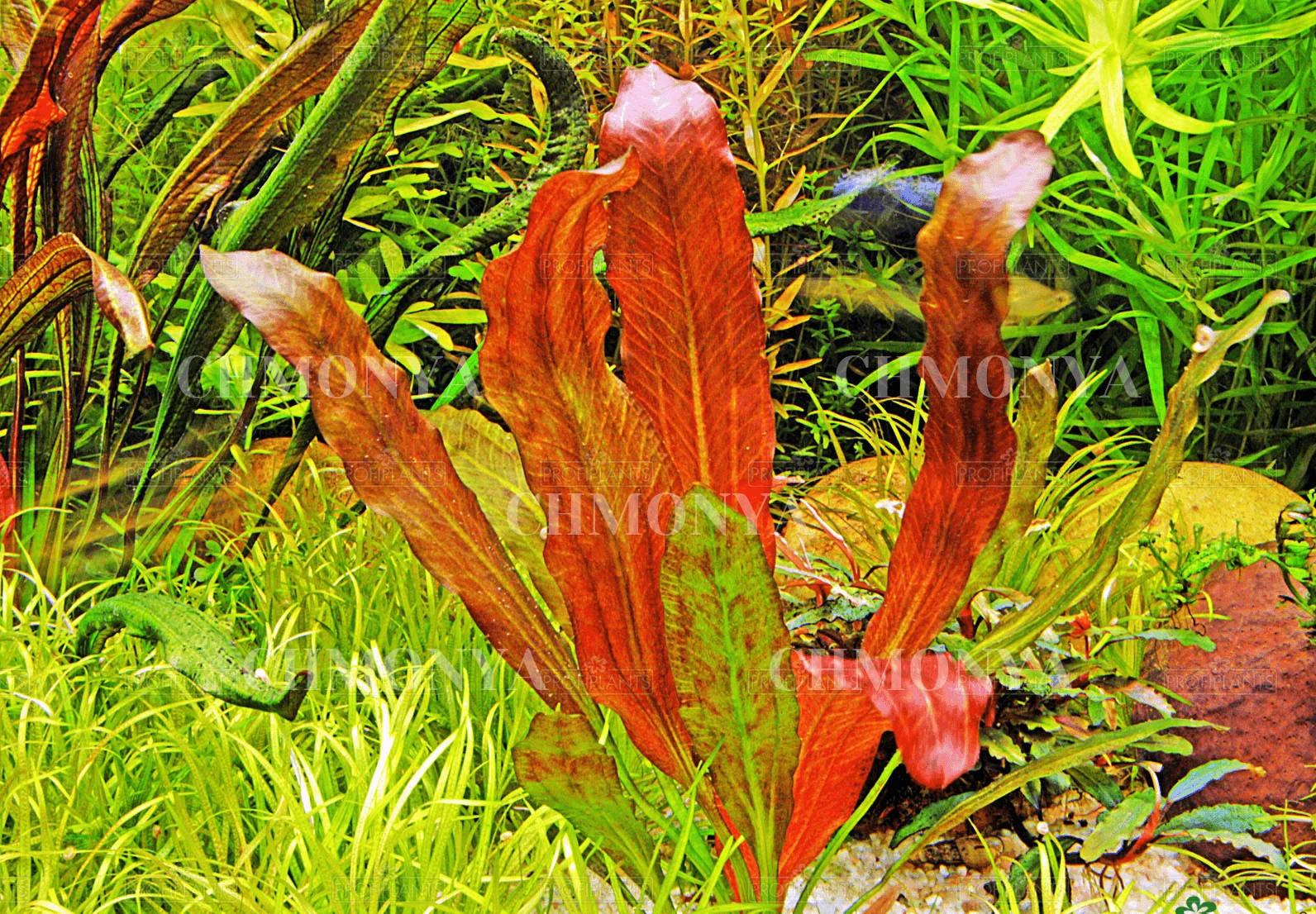 Эхинодорус Красный хамелеон (Echinodorus 'Red Chameleon)