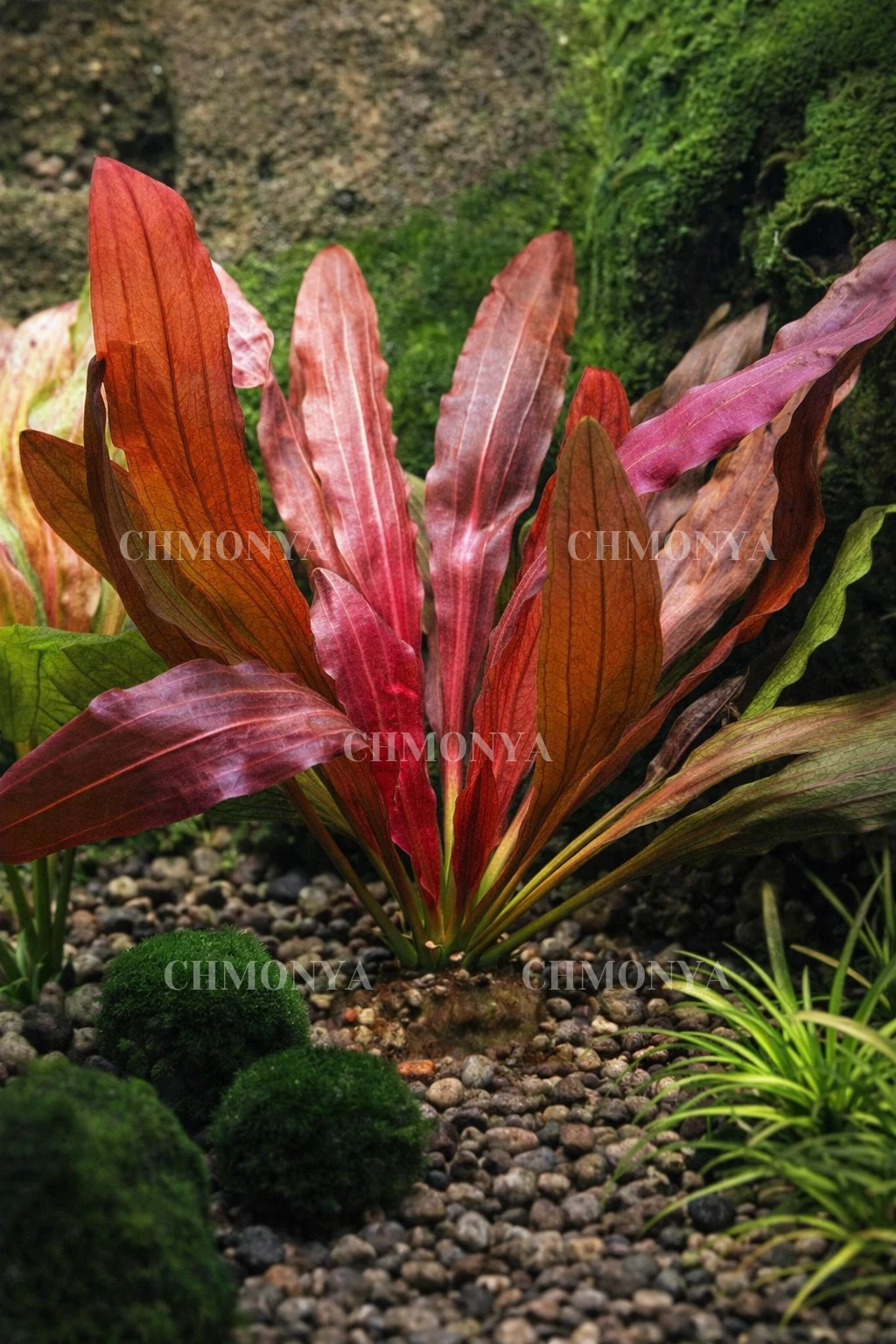 Эхинодорус Розе (Echinodorus “Rose”)