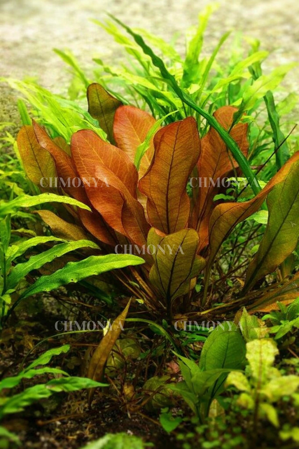 Эхинодорус малый медведь (Echinodorus "Small Bear")