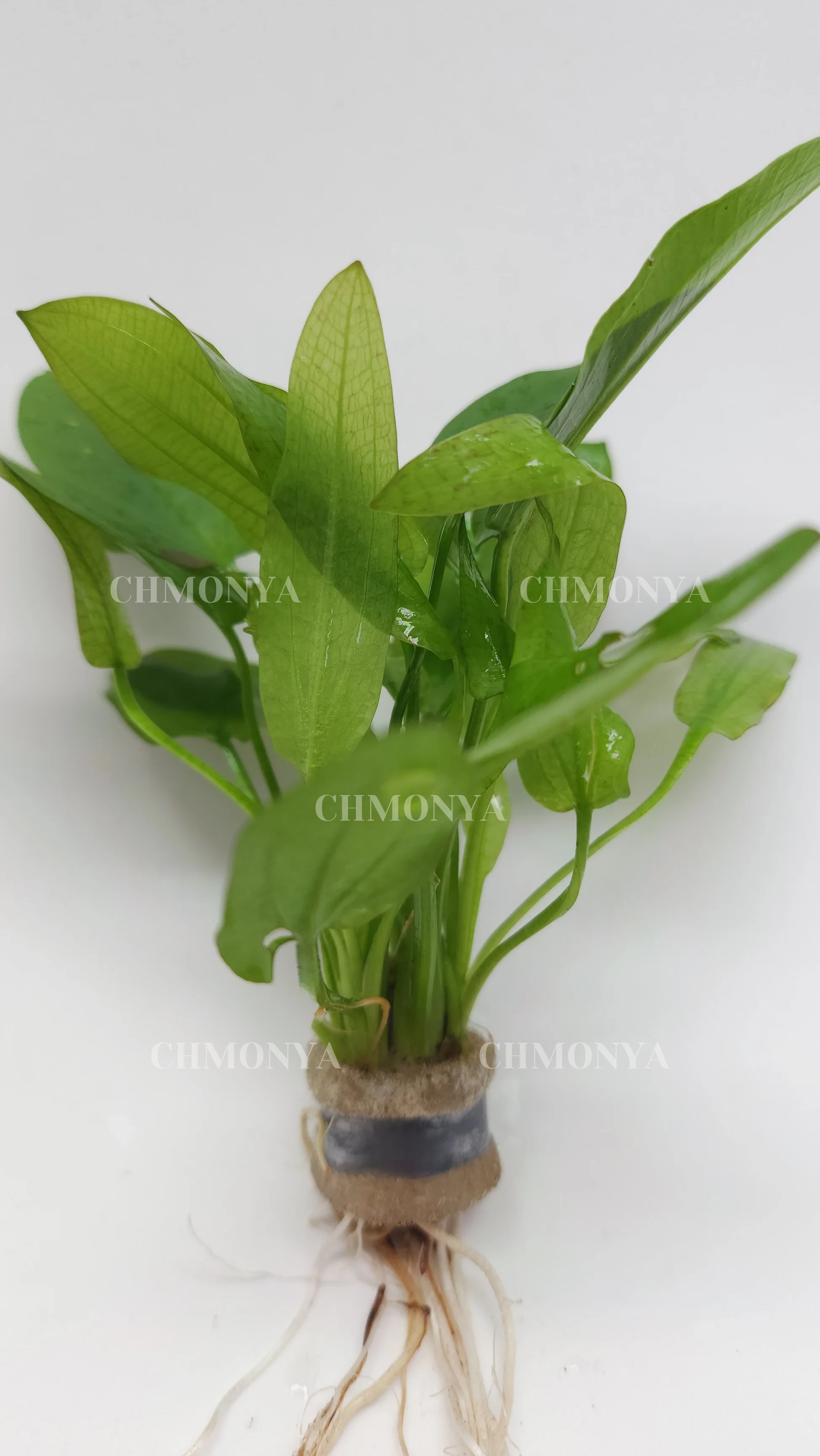 Эхинодорус Шероховатый( Echinodorus scaber)