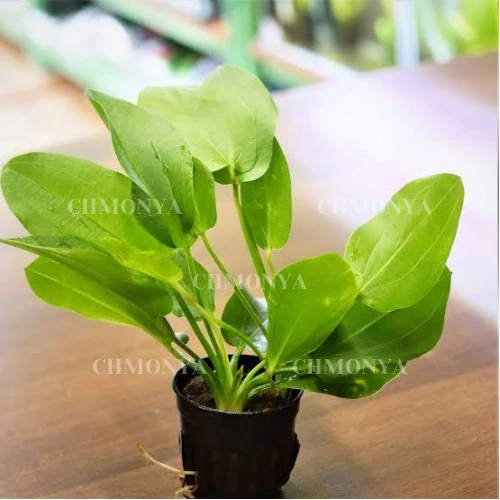 Эхинодорус Шероховатый( Echinodorus scaber)