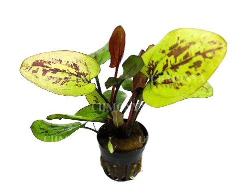 Эхинодорус Мраморный шоколад (Echinodorus Chocolate Marble)