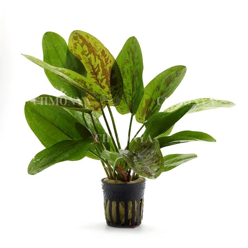 Эхинодорус Мраморный шоколад (Echinodorus Chocolate Marble)