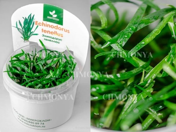 Эхинодорус Тенеллюс (Echinodorus tenellus)
