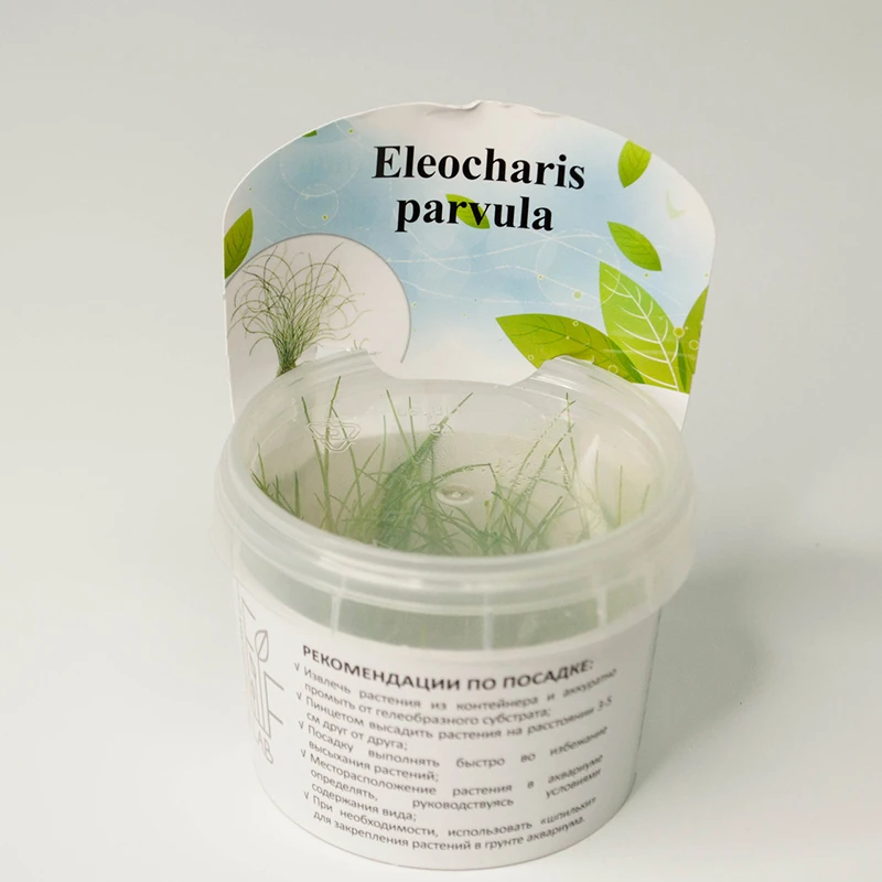 Элеохарис Парвула (Eleocharis parvula)