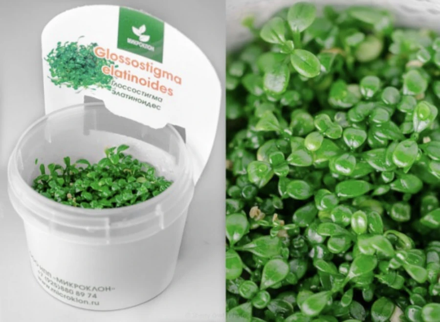 Глоссотигма Элатиноидес (Glossostigma elatinoides)