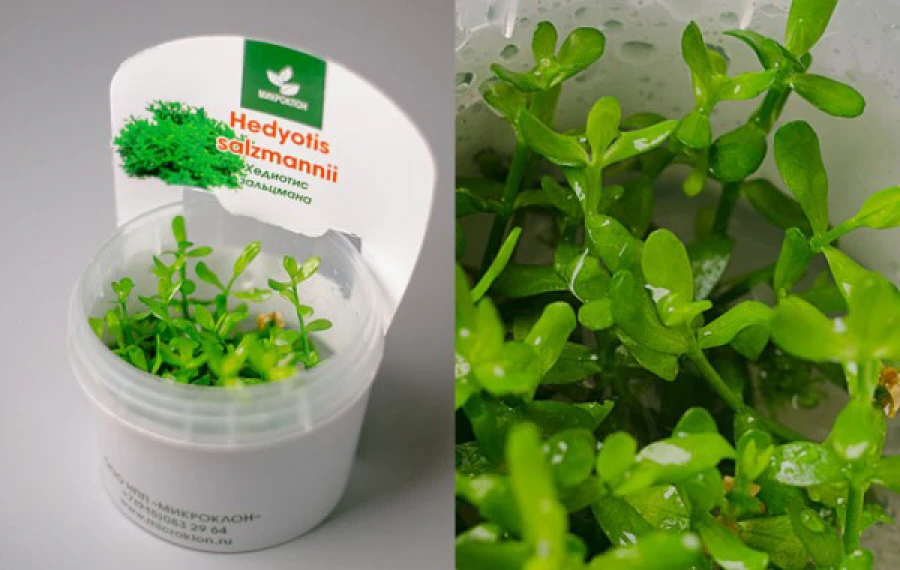 Хедиотис Зальцмана (Hedyotis salzmannii)