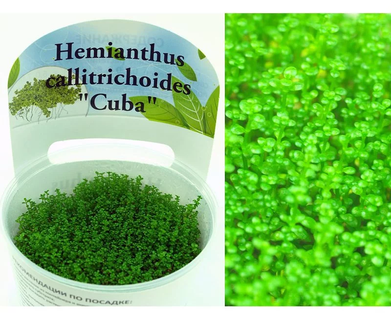 Хемиантус Каллитрихоидес "Куба" (Hemianthus callitrichoides "Cuba")