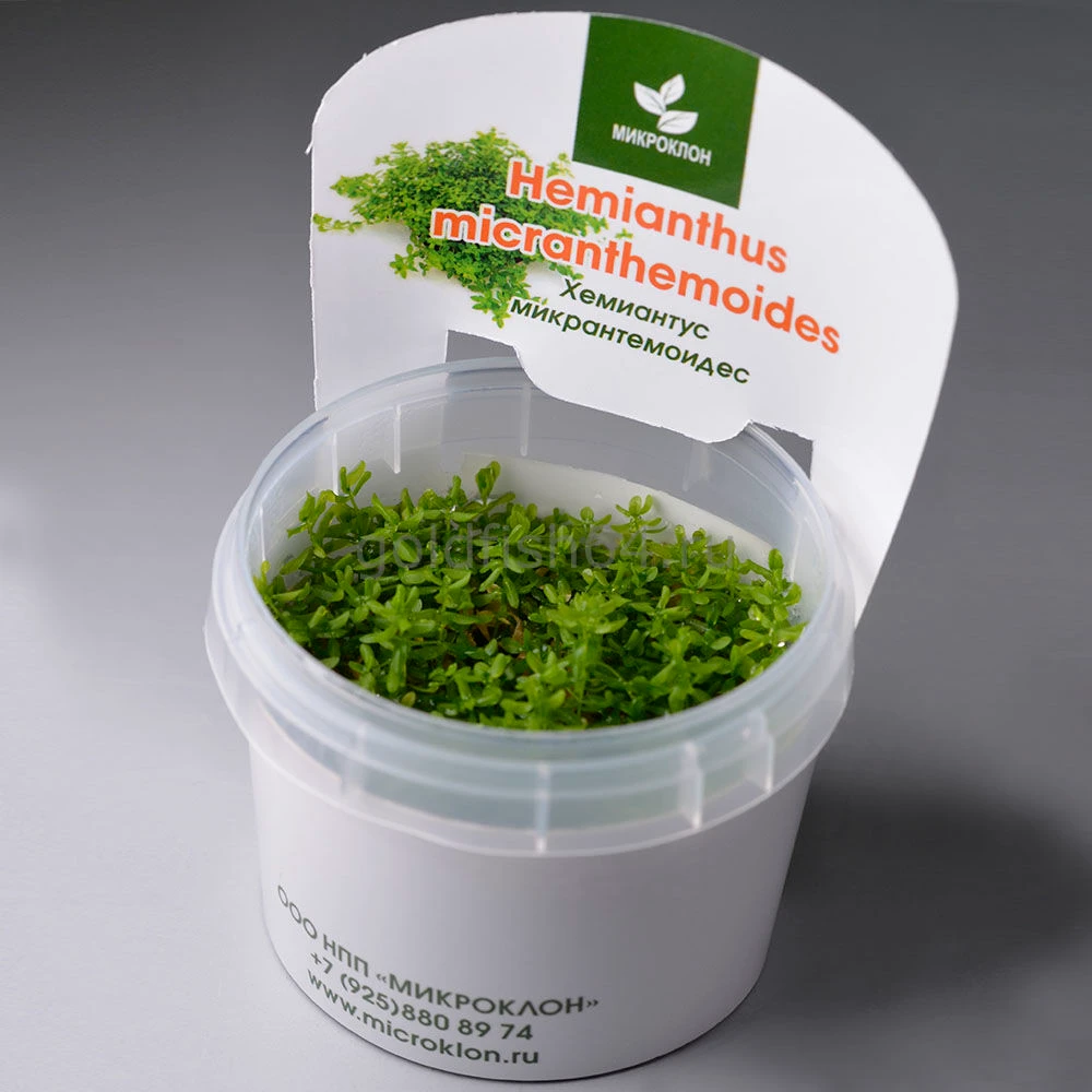 Хемиантус Микрантемоидес (Hemianthus micranthemoides)