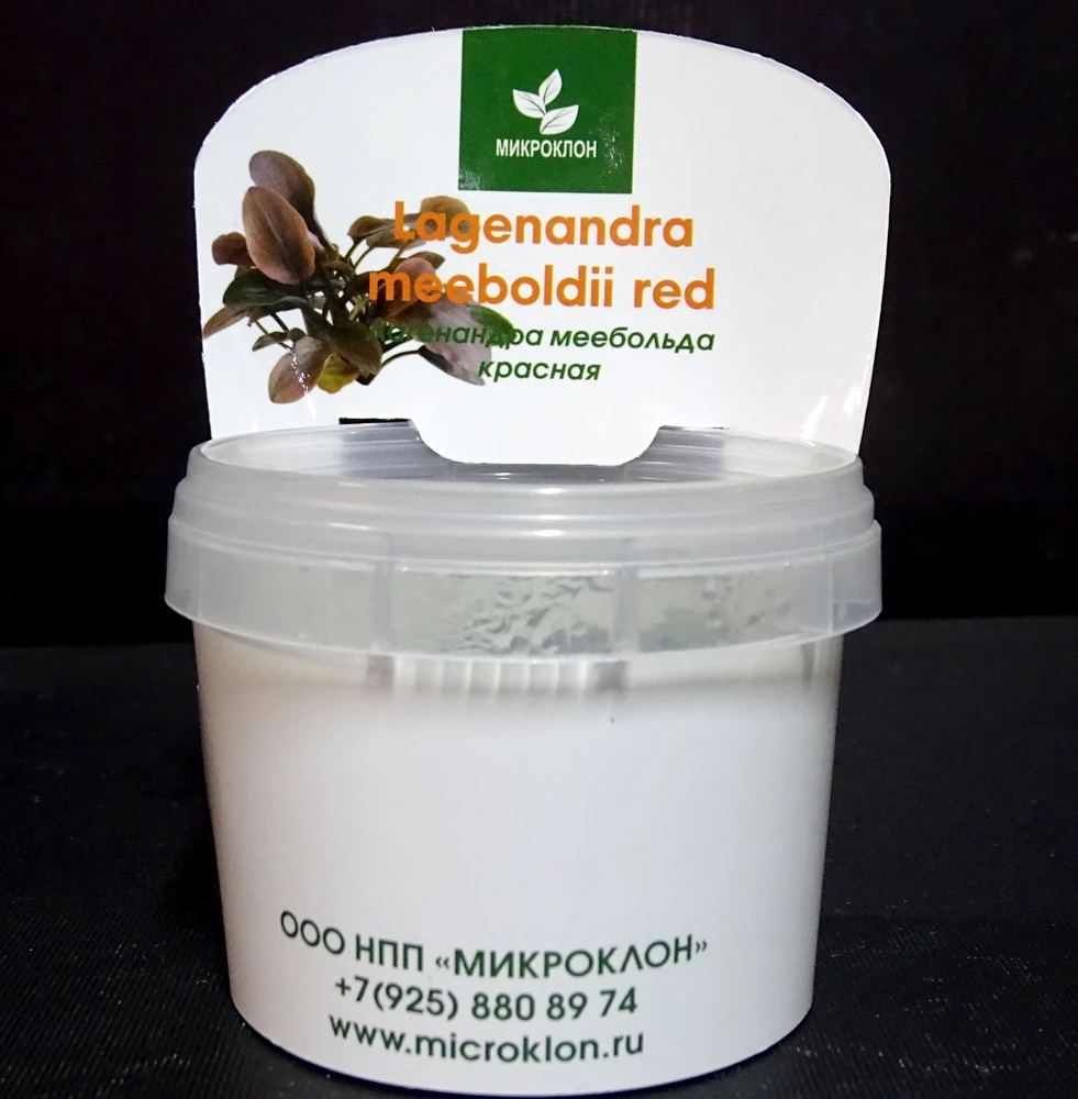 Лагендара Меебольда красная (Lagenandra meeboldii red)