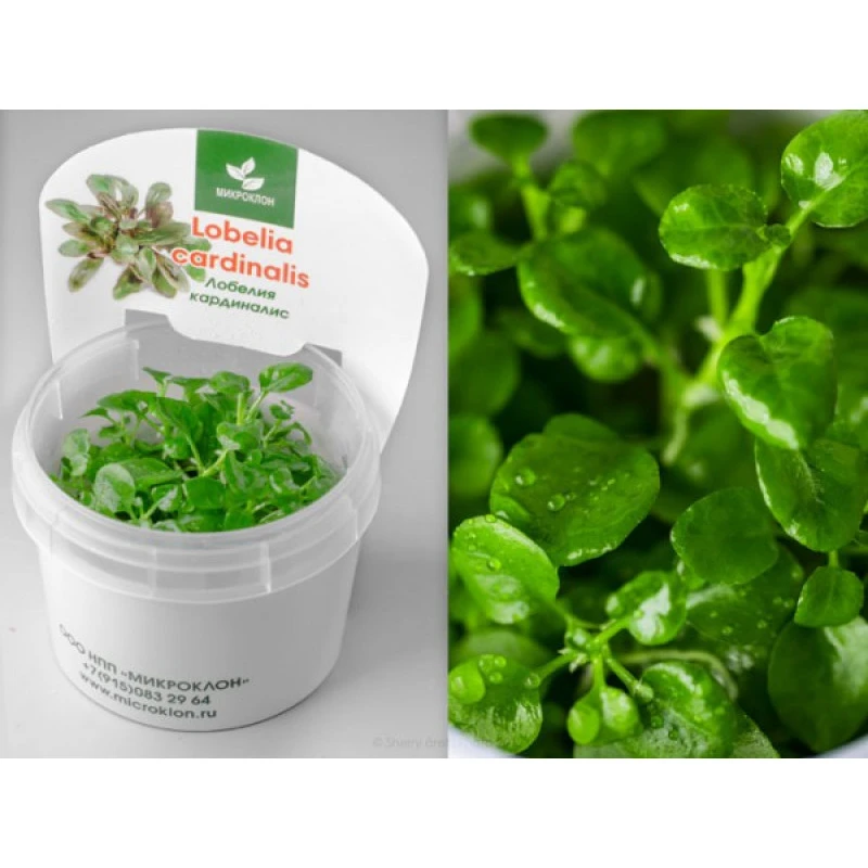 Лобелия Кардинальская (Lobelia Cardinalis)