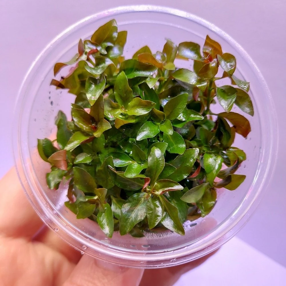 Людвигия перуанская Красная звезда (Ludwigia peruensis)