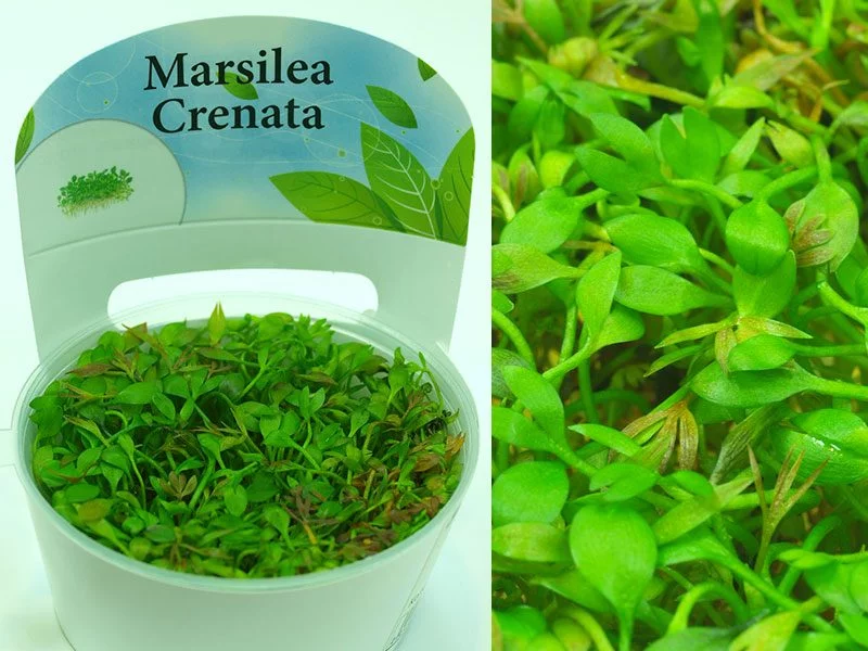 Марсилия крената (Marsilea crenata)