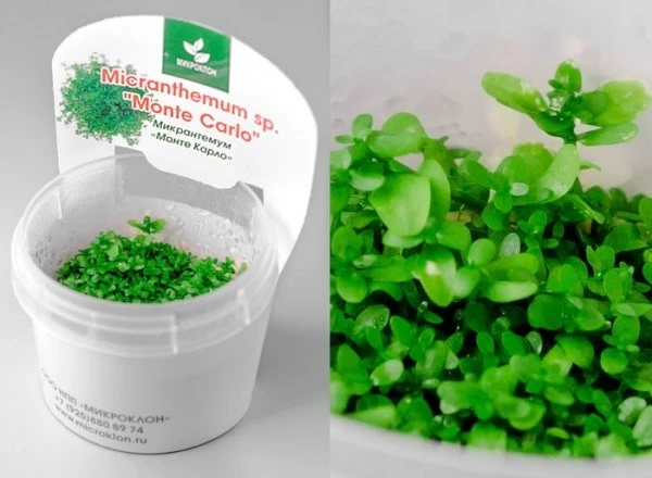 Микрантемум Монте Карло (Micranthemum Monte Carlo)