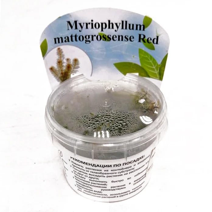 Мириофиллум маттогроссенс красный (Myriophyllum mattogrossense red)