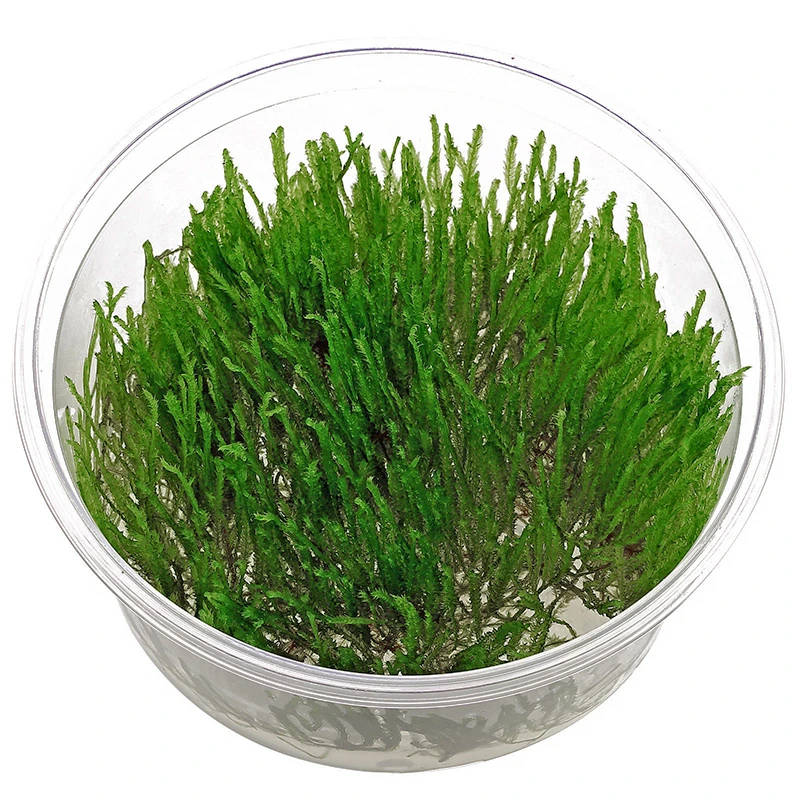 Павлиний мох (Peacock Moss)