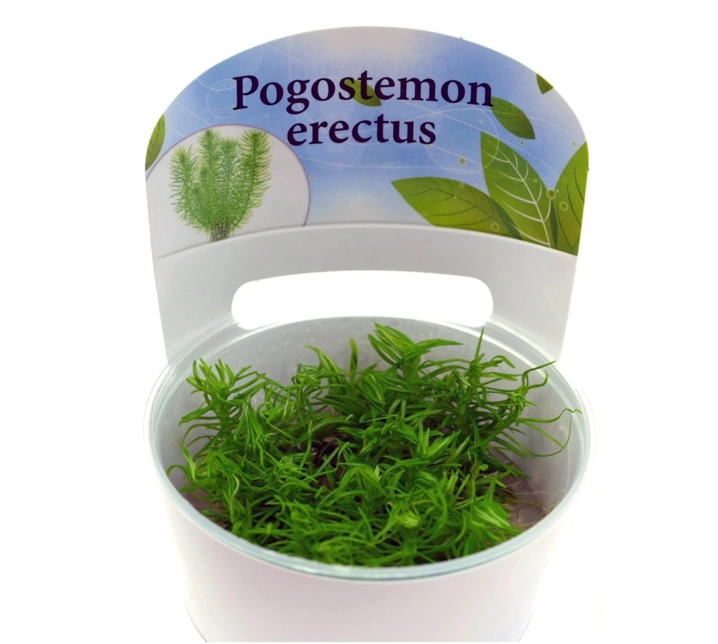 Погостемон Эректус (Pogostemon erectus)