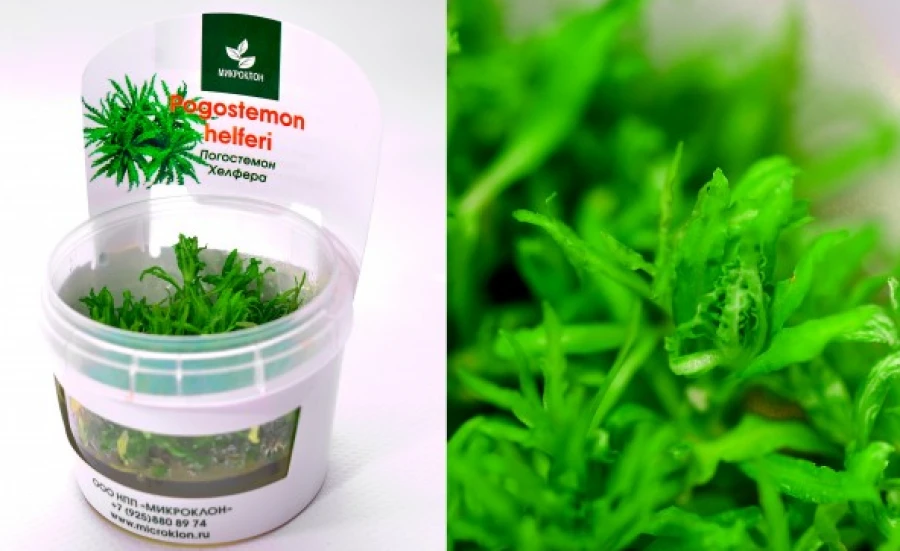 Погостемон Хелфера (Pogostemon helferi)