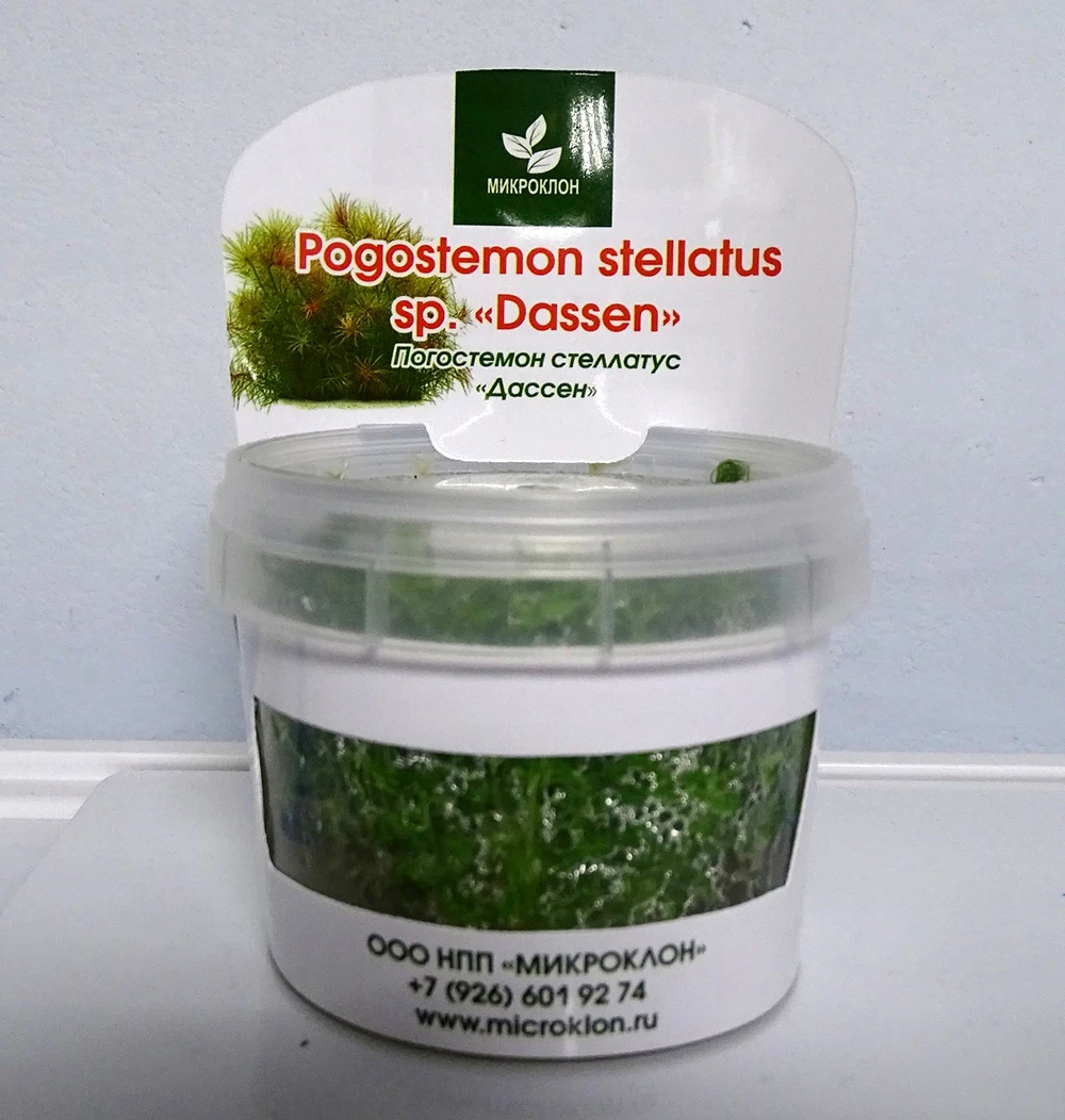 Погостемон стеллатус Дассен (Pogostemon stellatus Dassen)