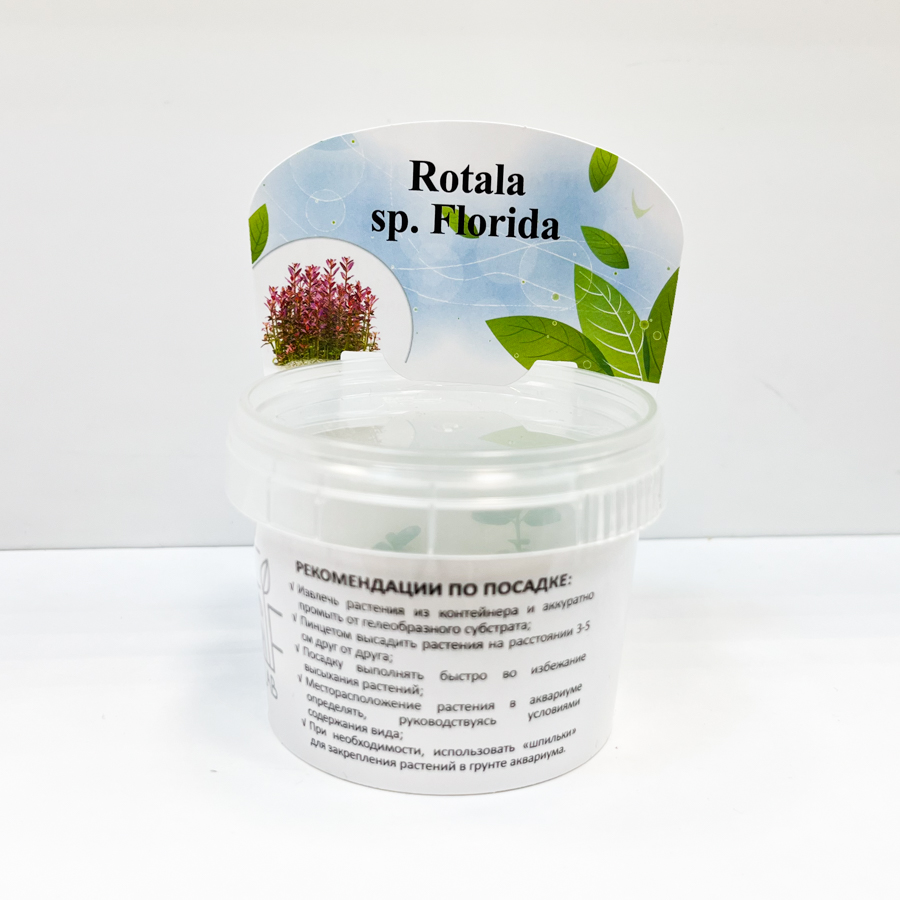 Ротала Флорида (Rotala Florida)