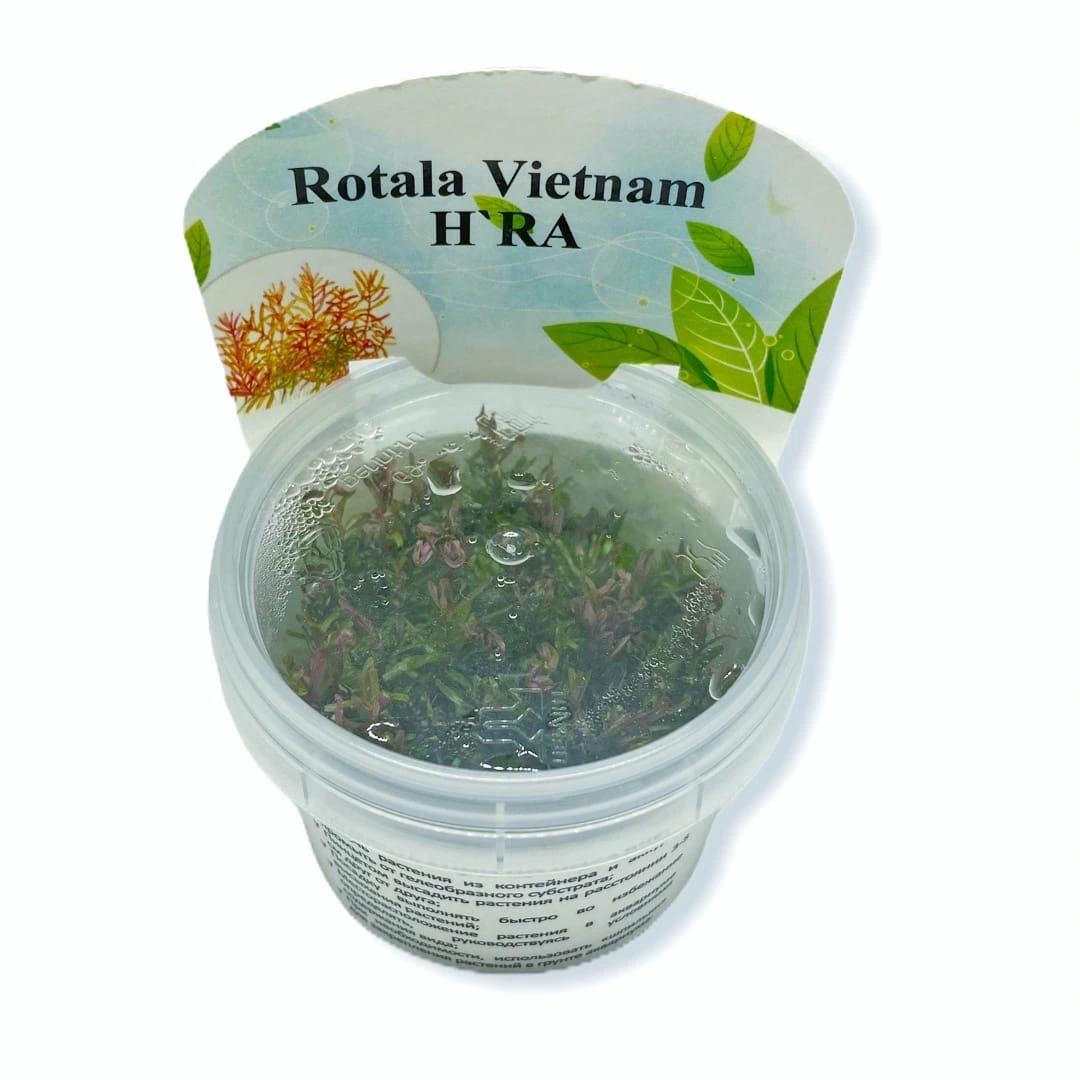 Ротала круглолистная Хра (Rotala rorundifolia Hra)
