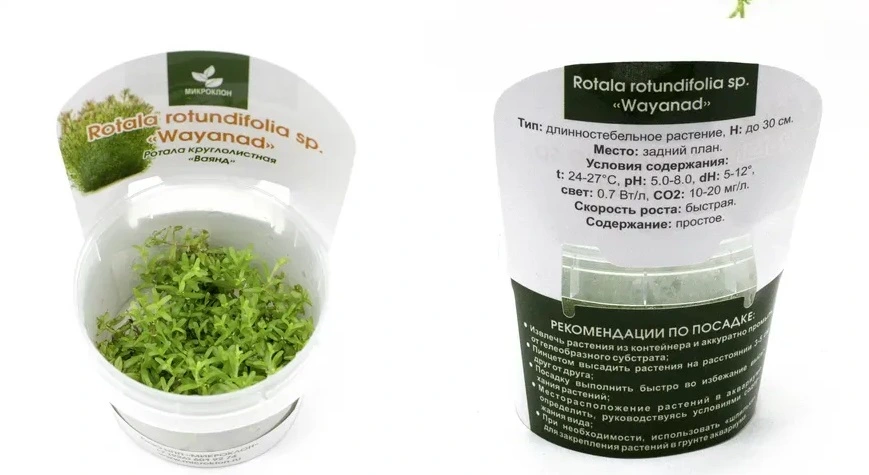 Ротала круглая Ваянд (Rotala rotundifolia Wayanad)