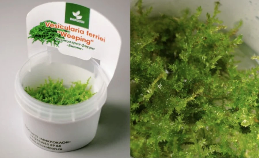 Плакучий мох Випинг (Weeping Moss)