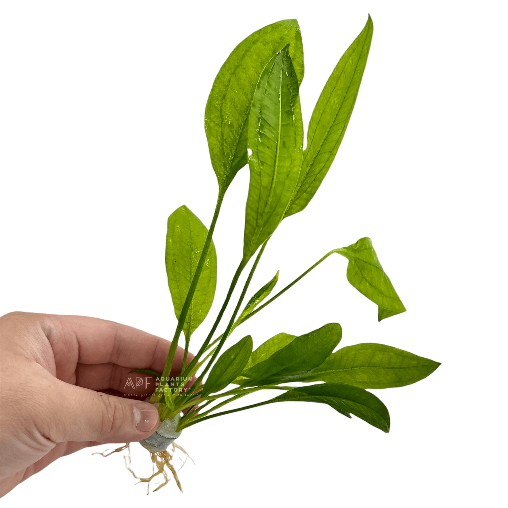 Эхинодорус Амазонский