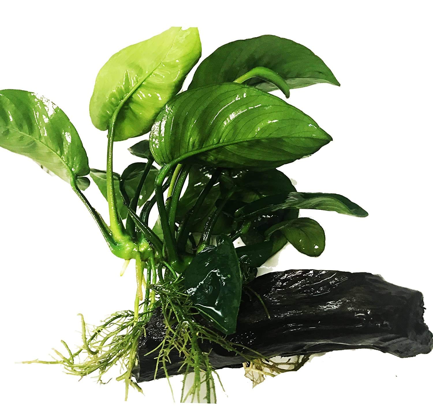 Анубиас бартера бабочка