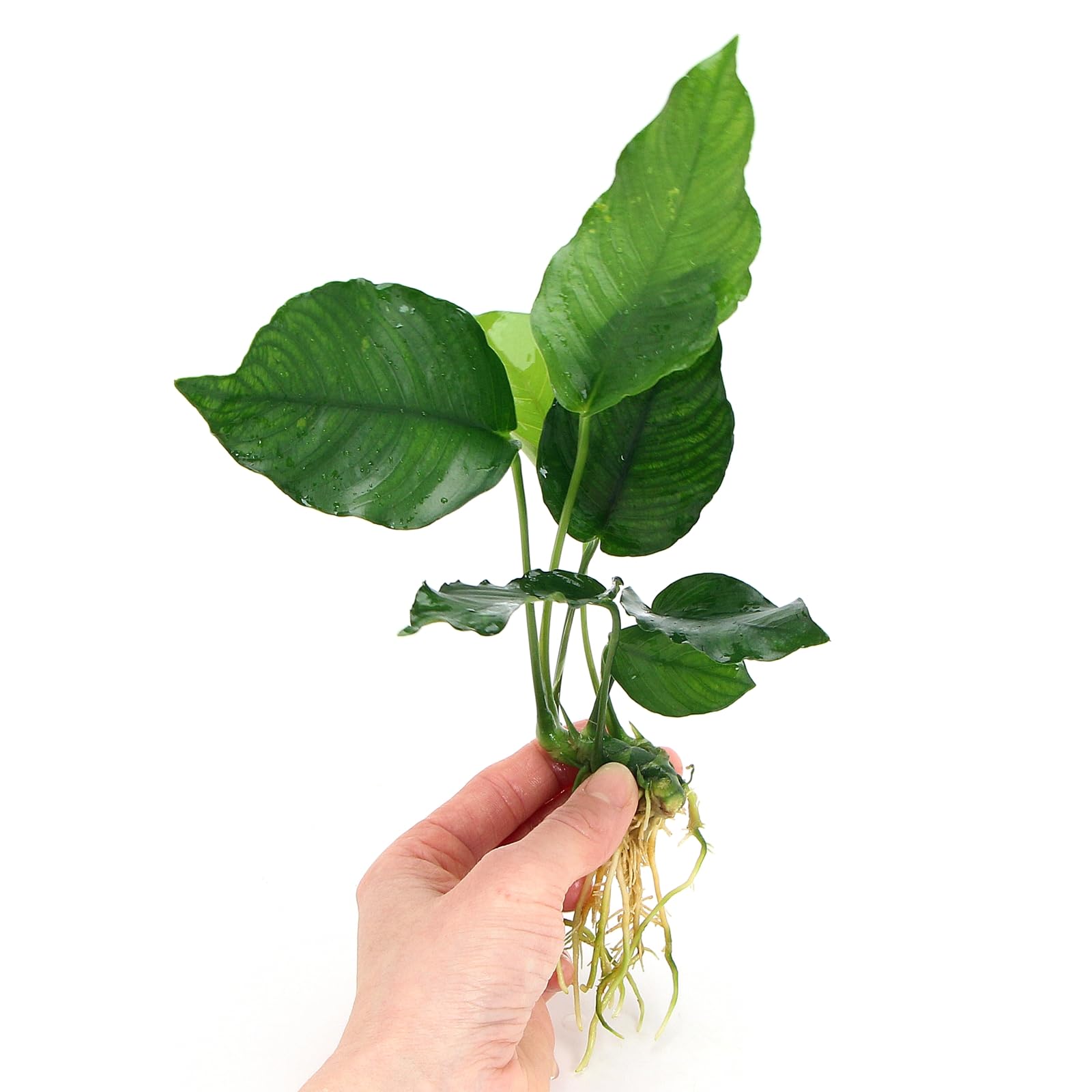 Анубиас Бартера Криспус