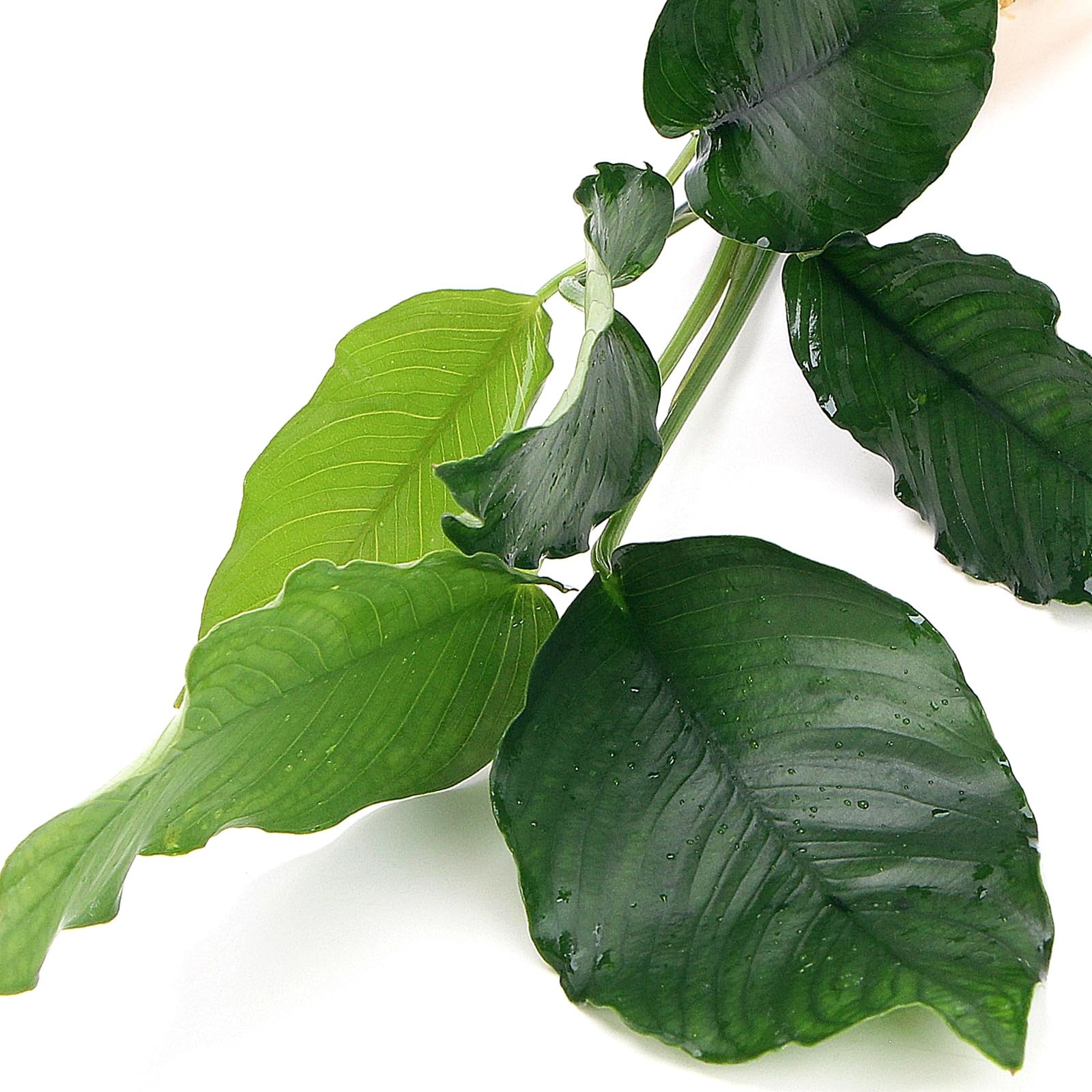 Анубиас Бартера Криспус