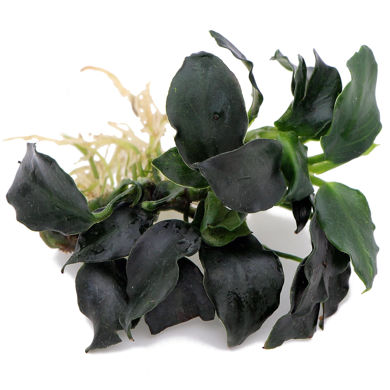 Анубиас Бартера Нана Темный Ангел (Anubias barteri var. nana “Dark Ange