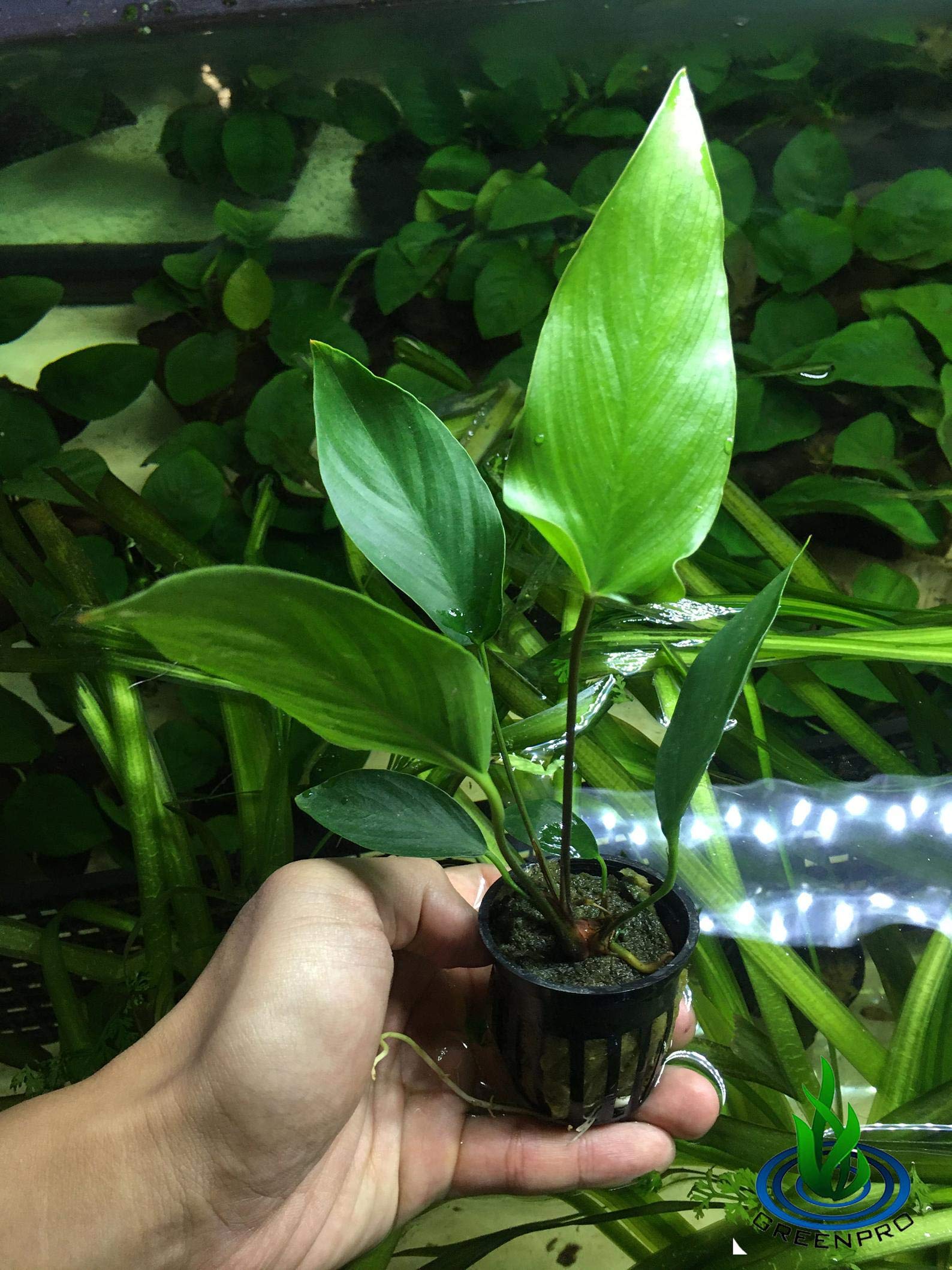 Анубиас Копьевидный