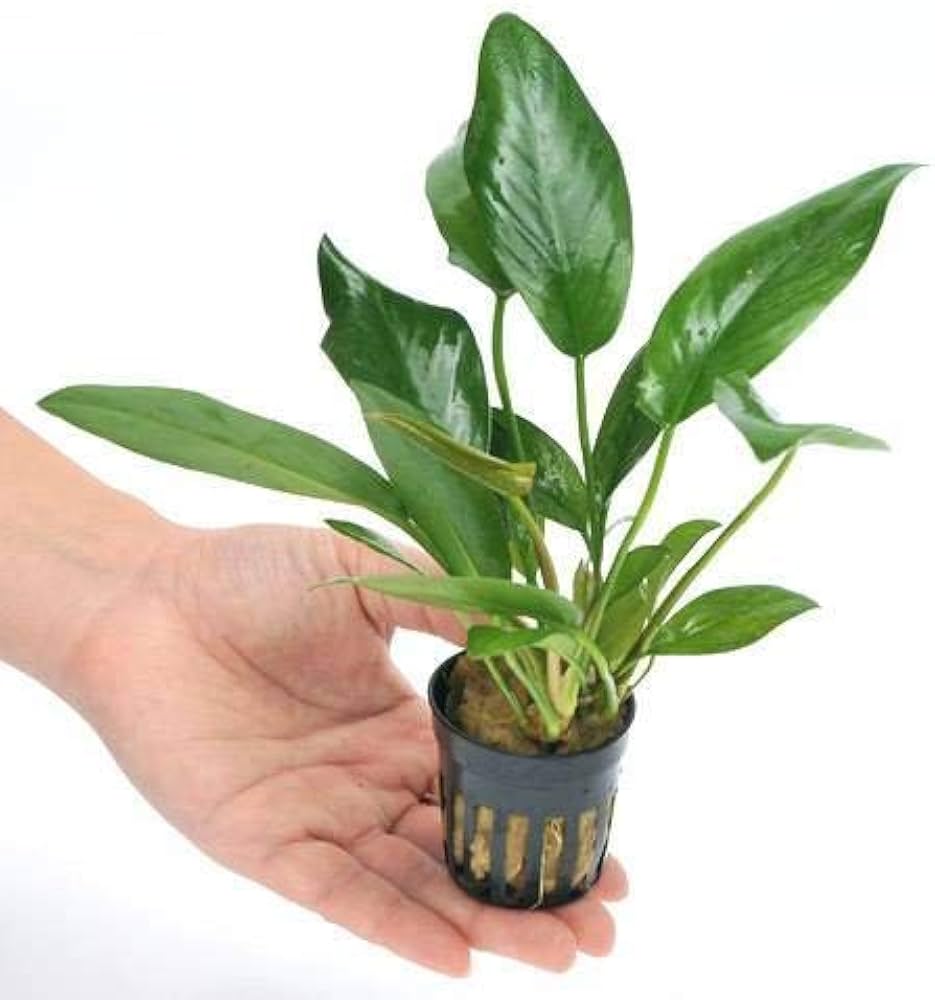 Анубиас Копьевидный