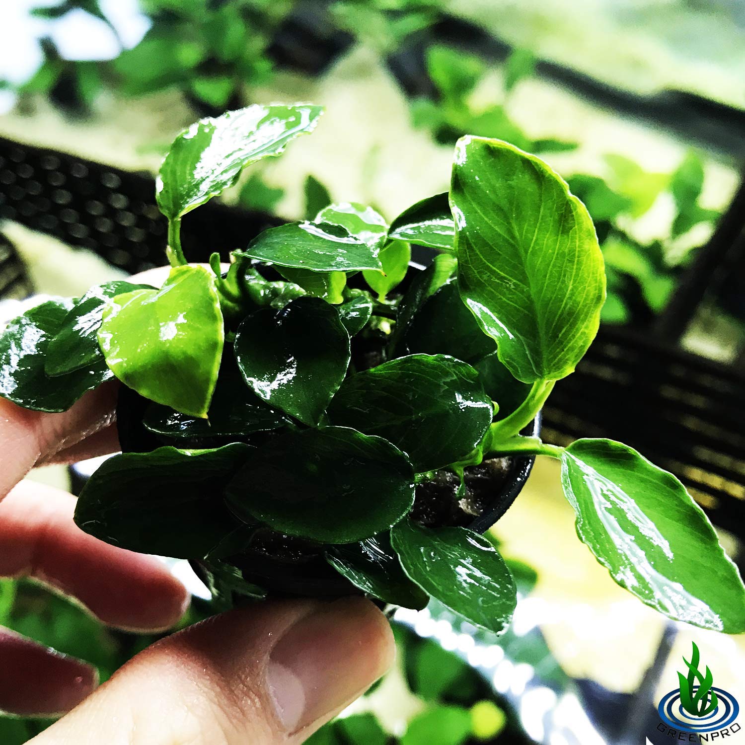 Анубиас Длинная Волна