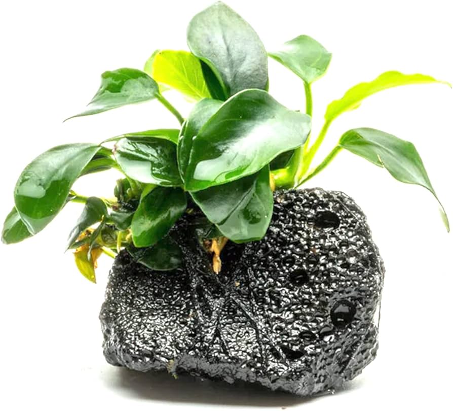 Анубиас Бартера Нана Бриллиант