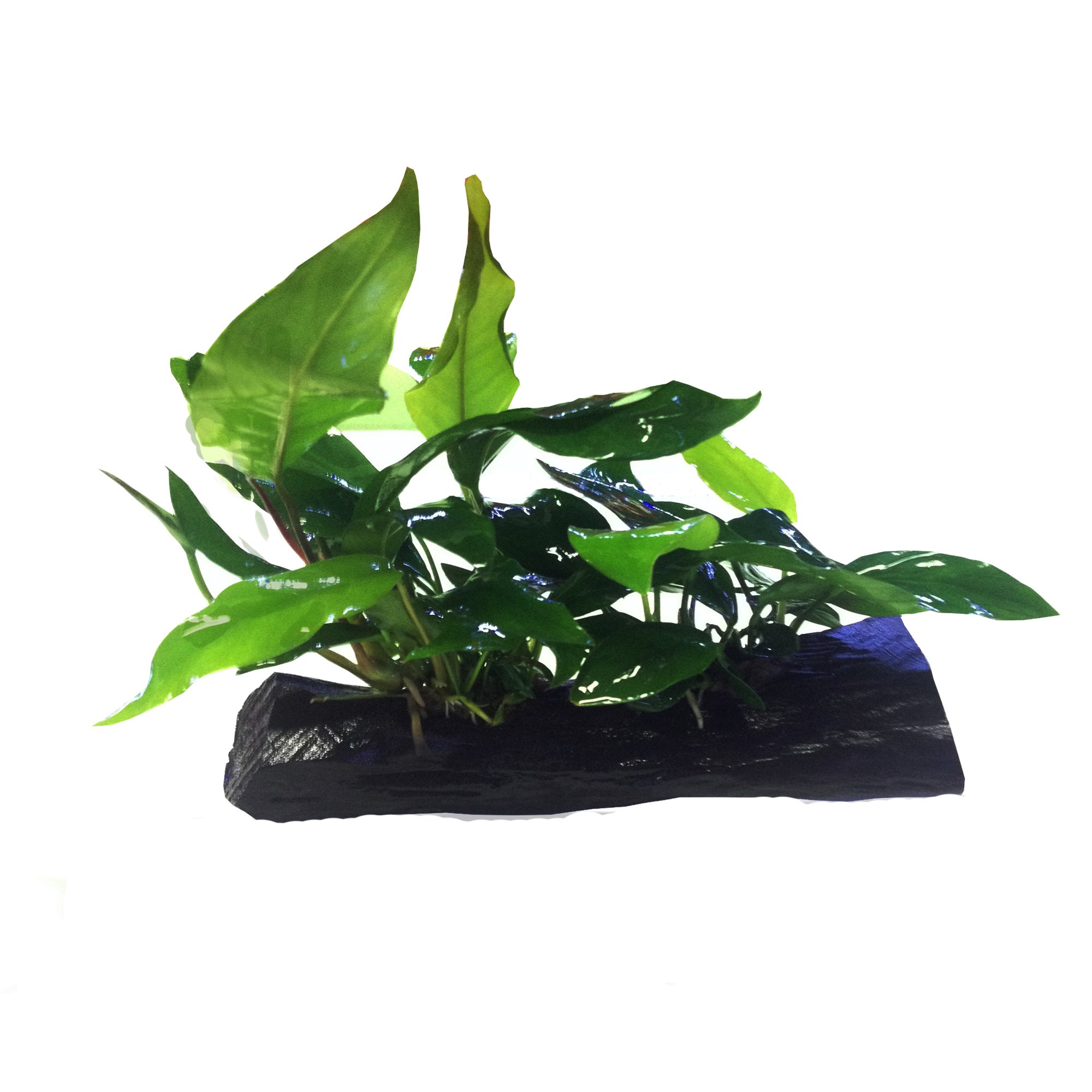 Анубиас Нана Короткий