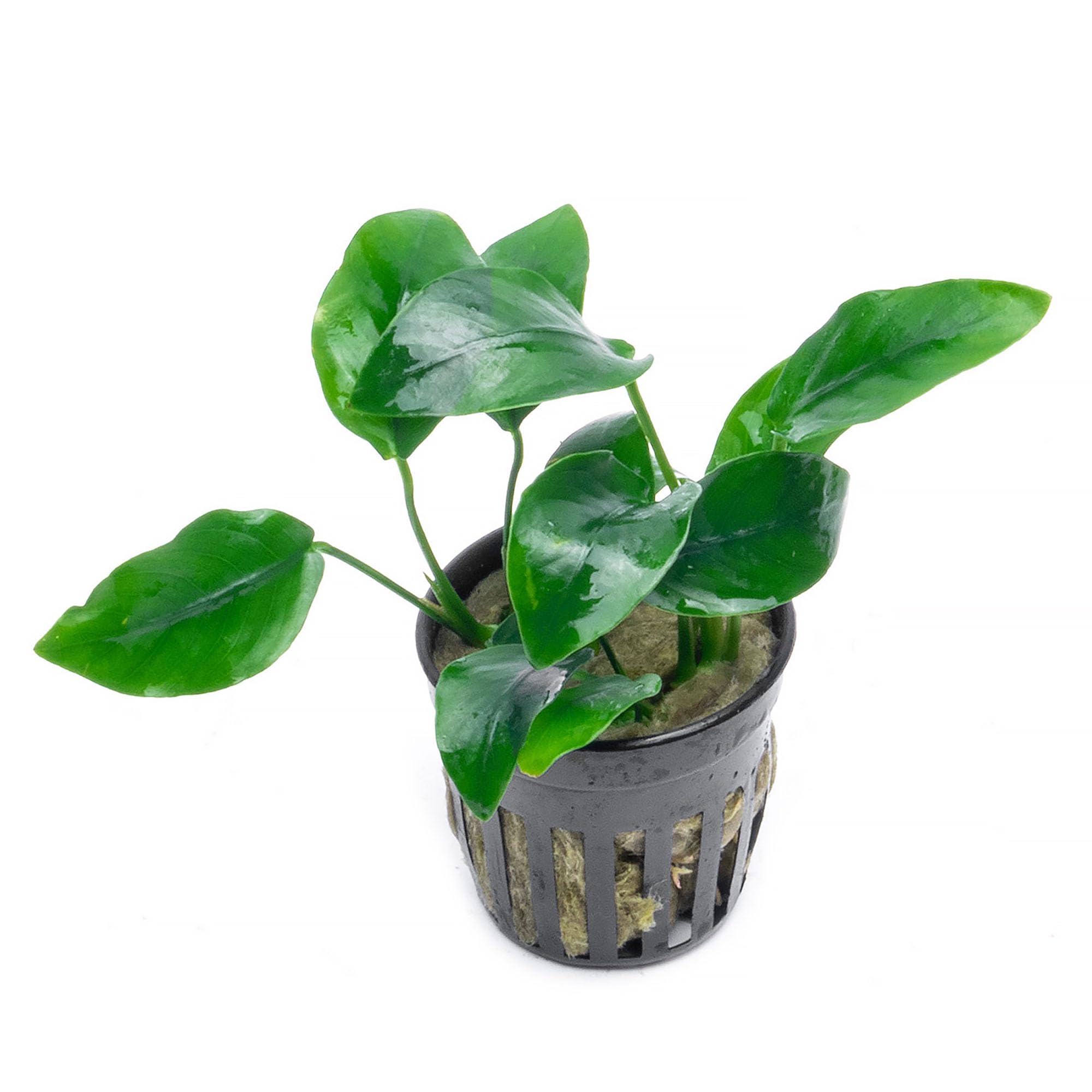 Анубиас Нана Короткий