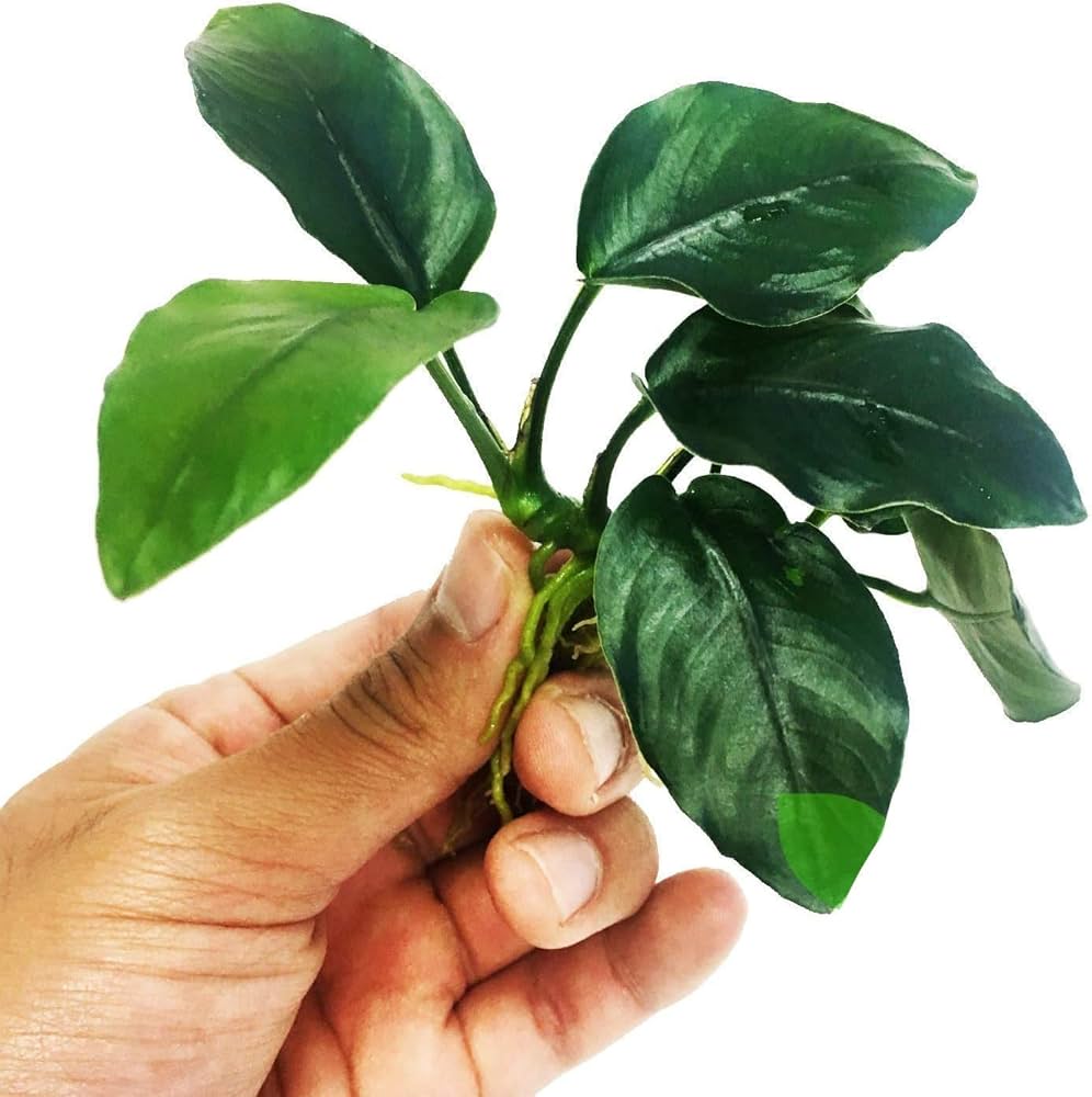 Анубиас бартера Толстый лист ( Anubias barteri nana 'Thick Leaf')