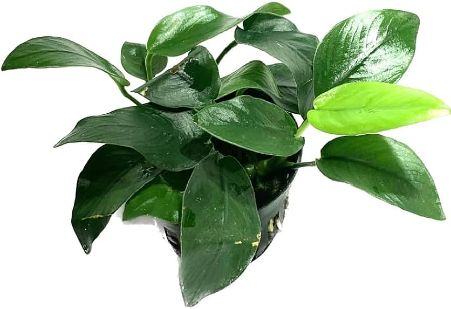 Анубиас бартера Толстый лист ( Anubias barteri nana 'Thick Leaf')