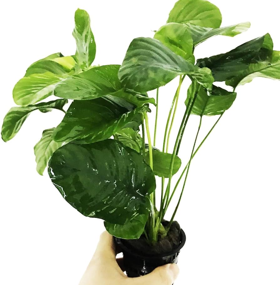 Анубиас нана морщинолистный