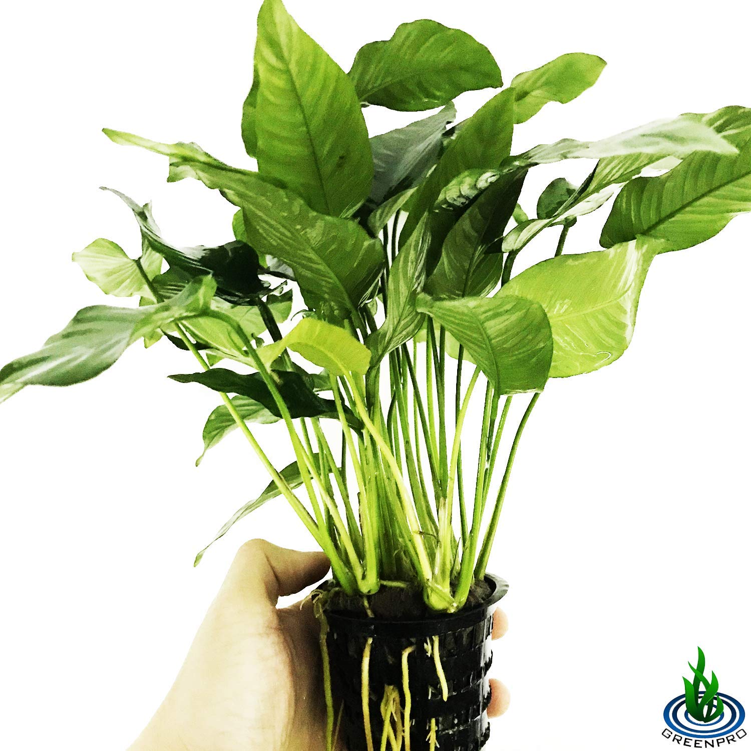 Анубиас Бартери Полосатый