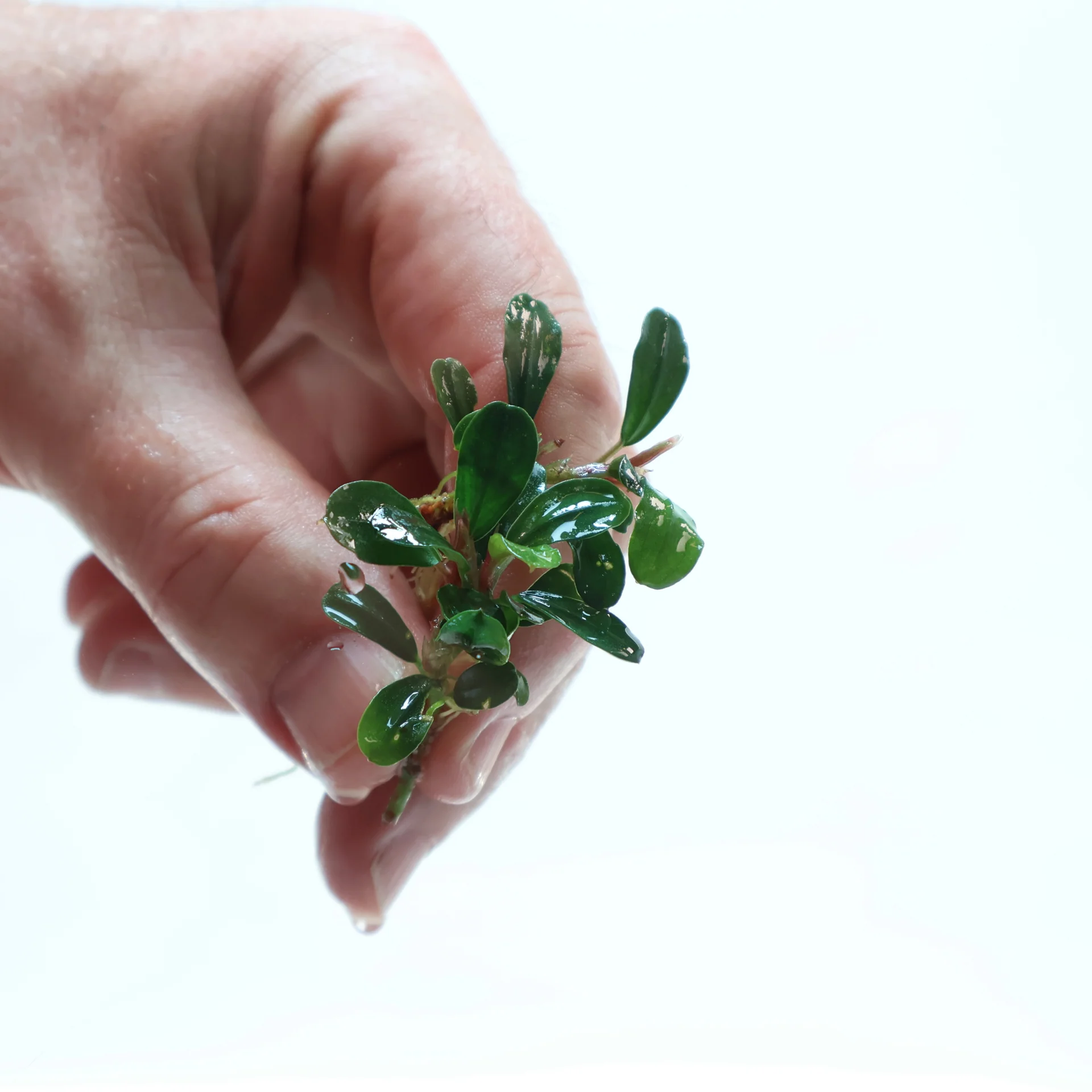 Буцефаландра Яблочный Лист