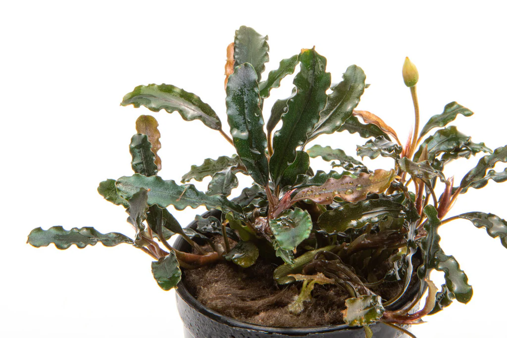 Буцефаландра Титан