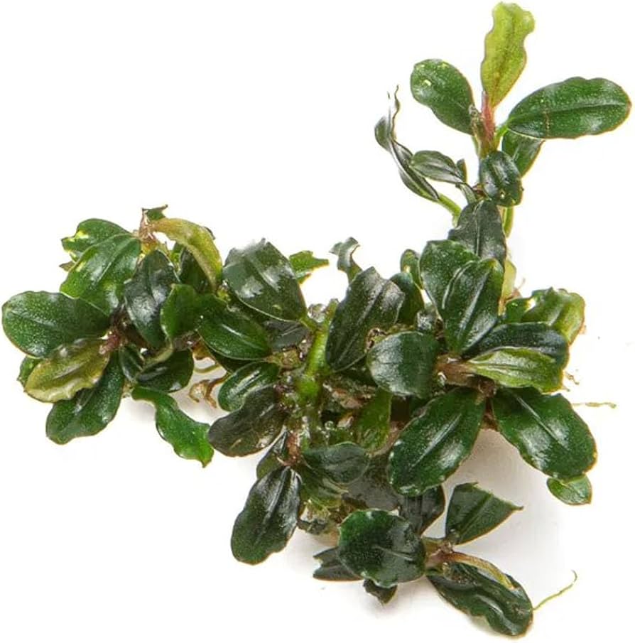 Буцефаландра Титан