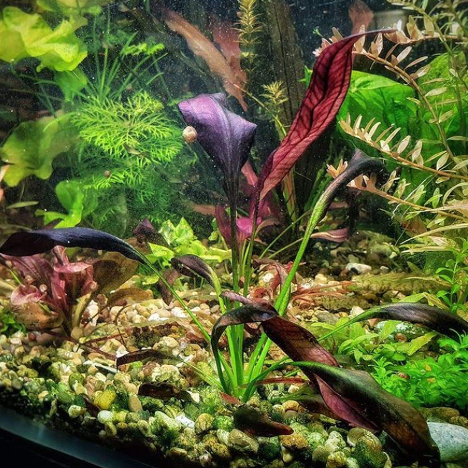 Эхинодорус Афлейм