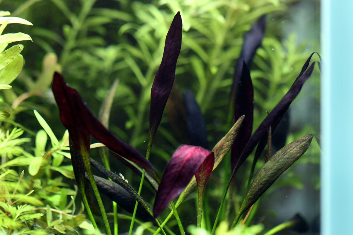 Эхинодорус Афлейм