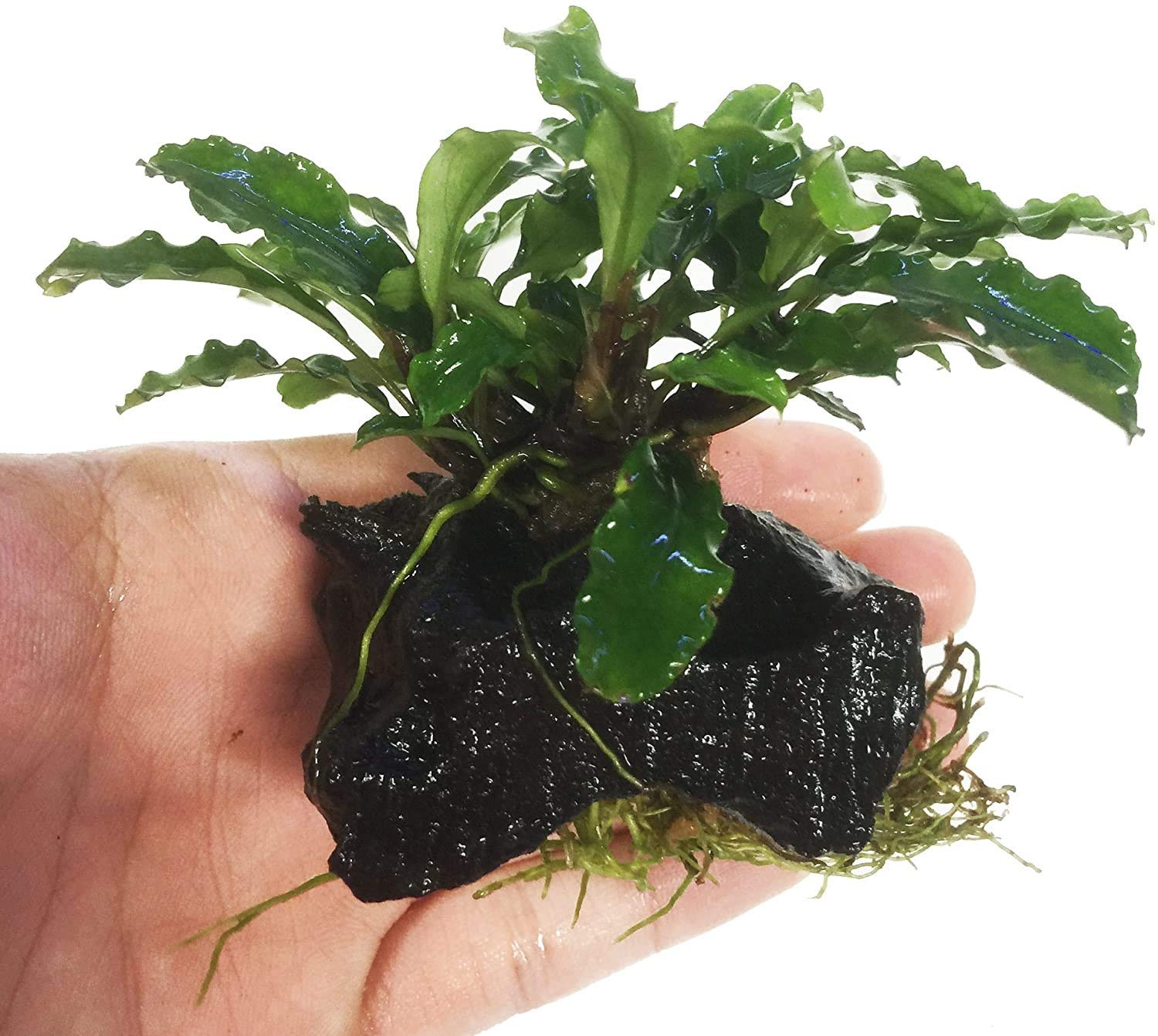 Буцефаландра Зеленая Волна